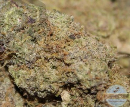 off white gelato